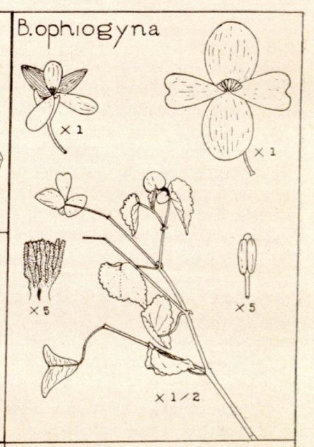 B. ophiogyna